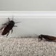 Illustration for article titled Bugs Infesting Area Apartment Have No Clear Goal